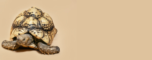 Tartarugas